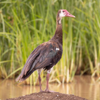 Spur-winged Goose